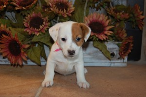 Jack Russell Puppies for Sale