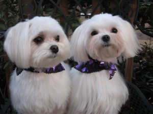 AKC MALTESE PUPPIES FOR ADOPTION