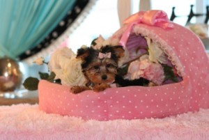 Trained Yorkie Puppies