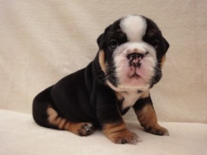 Bulldog Puppies