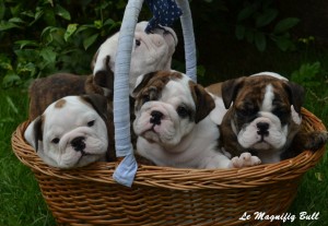 Purebred English Bulldog