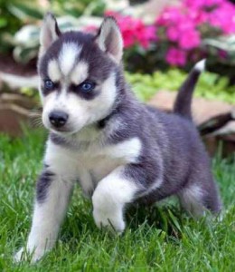 Lovely Siberian Husky Puppies