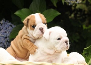 English Bulldog Puppies