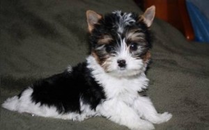 Yorkie Puppies for Sale