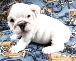 Top Quality English Bulldog Puppies Available