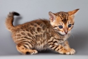 Cute Bengal Kittens