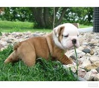 Lovely Bulldog Puppies