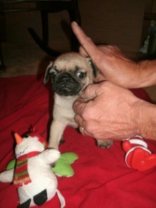 Affectionate Pug Puppy