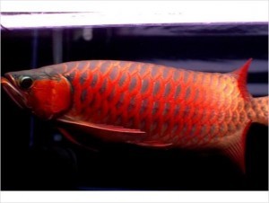 SUPER RED AROWANA FISHES FOR SALE