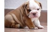 Beautiful Registered English Bulldogs