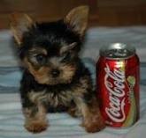 Yorkie Puppies for You