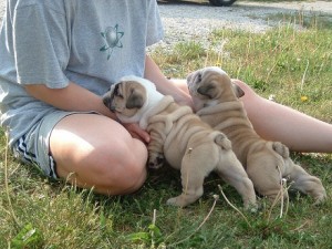 Cute house raised  English bulldog puppies