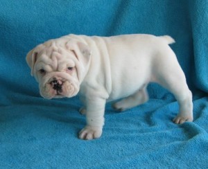 English Bulldog Puppies for Sale