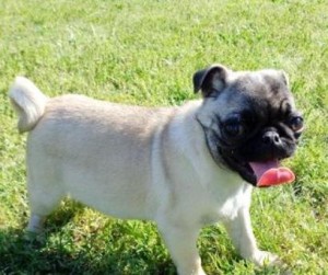 Female Fawn Pug Puppy