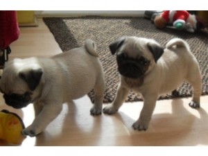 Male Fawn Pug Puppy for Adoption