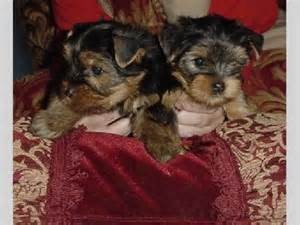 Super Teacup Yorkie Puppies