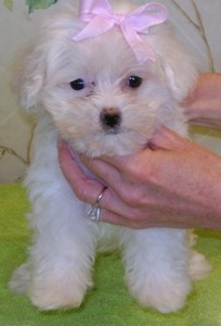 Outstanding Maltese Puppy