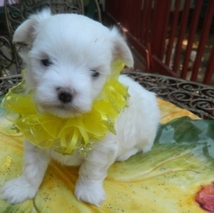 Female Maltese Puppy for Sale