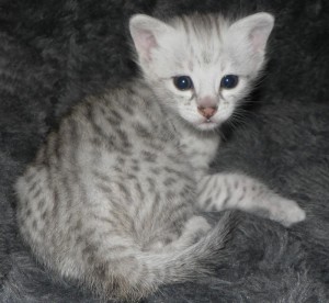 Savannah Kittens