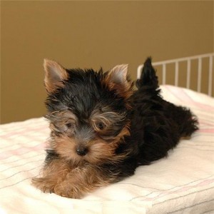 Homeraised Female Yorkie