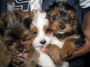 Teacup Yorkie Puppies