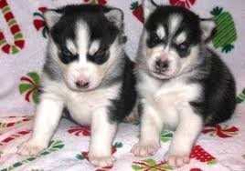 Cute Siberian Husky Puppies for Free