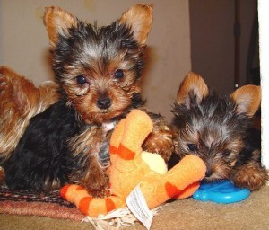 Yorkie puppies (AK)