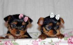 ** TINY Teacup  Yorkie  Boy and  Girl **