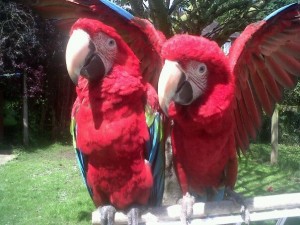 Friendly Hyacinth Macaw Parrot for Adoption