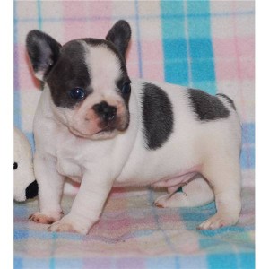 French Bulldog Puppies