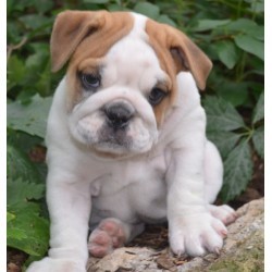 English Bulldog