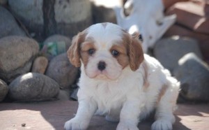 Female Cavalier King Charles Spaniel