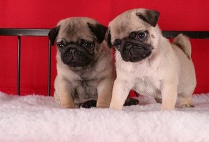 Pug Puppies for Adoption