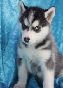 2 Gorgeous Siberian Husky Puppies for Adoption