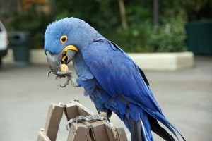 Hyacinth Macaw Parrots