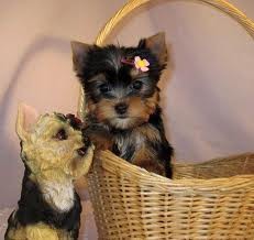 Teacup Yorkie Puppies