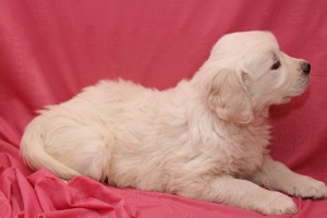 Golden Retriever Puppies