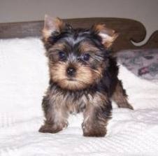 Cuttest Yorkie Pups