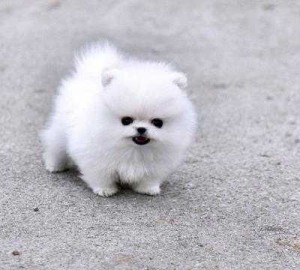 Beautiful Pomeranian Puppies