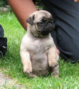 Pug Puppies for You