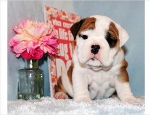 Cute English Bulldog Puppies for Rehoming