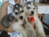 Siberian Husky Puppies