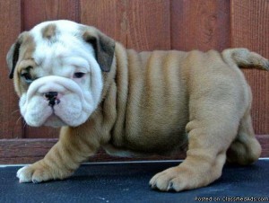 English Bulldog Puppies