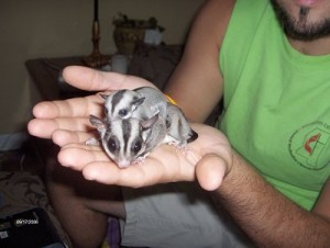 Sugar Gliders