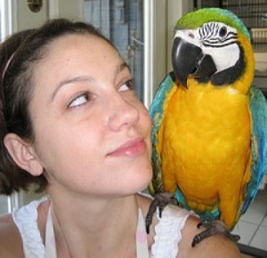 BEAUTIFUL BLUE AND GOLD MACAW PARROTS