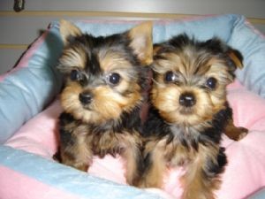 Yorkie Puppies Available