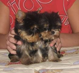 Goegious Yorkie Puppies