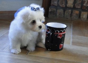 Registered Maltese Pups