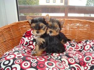 Healthy Teacup Yorkie Puppies