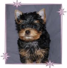 AKC Yorkshire Terriers